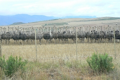 0736-Reis Zuid-Afrika2007